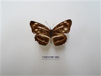 藏品(蓬萊環蛺蝶)的圖片